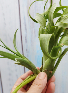 空气凤梨植物无土栽培Twisted Tim Giant Green旋转提姆绿色巨型