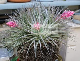 展示 空气凤梨 T. Houston (stricta x meridionalis) 休士顿