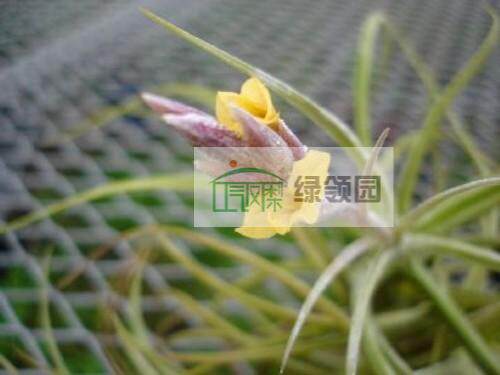 展示 空气凤梨 Tillandsia X Inca Gold 印加黄金