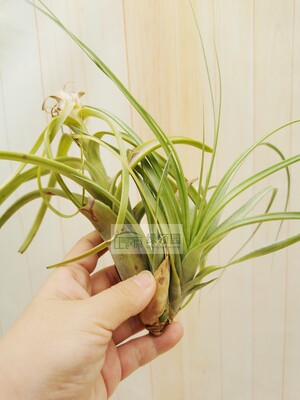 展示 Tillandsia 'Heather's Blush' 红颜 热带