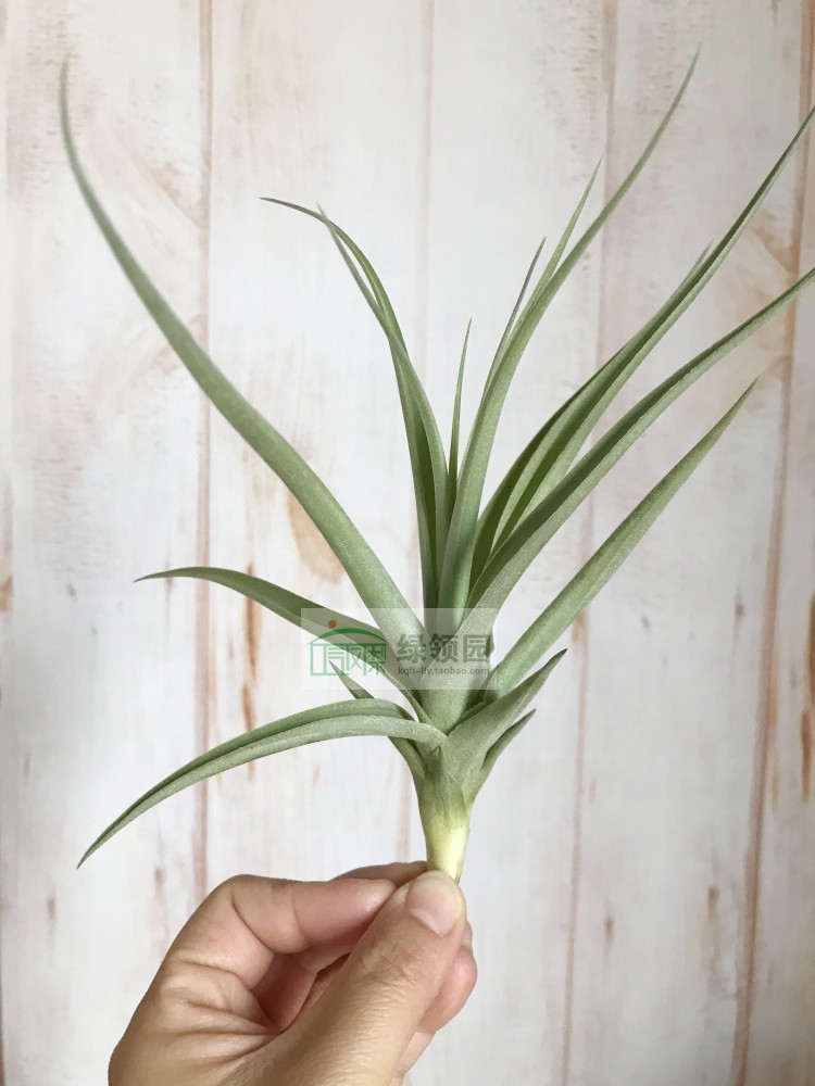 展示 空气凤梨 Tillandsia Pastel Perfection 初恋×多国