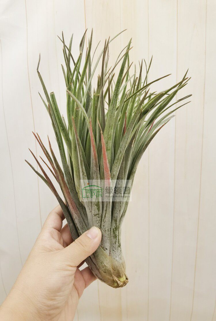 空气凤梨 Tillandsia Nidus Crested 妮吐丝缀化