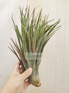 空气凤梨 Tillandsia Nidus Crested 妮吐丝缀化