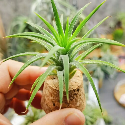 绿领园空气凤梨植物室内无土直播