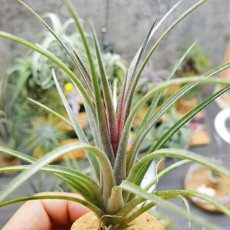 直播专拍绿领园一物一拍 T.'Timm's Outburst'常年发色多明戈精灵