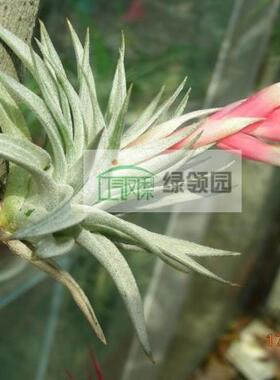 展示 空气凤梨 Tillandsia Recurvifolia 红花白银