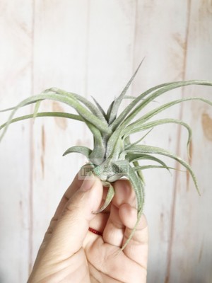 空气凤梨 Tillandsia strephylla 电卷烫 实生