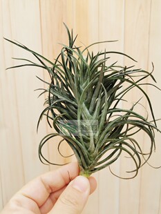 展示 空气凤梨 Tillandsia Stricta Green Goddess 多国绿色女神
