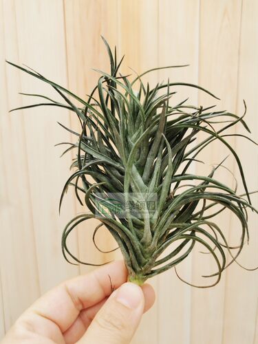 展示 空气凤梨 Tillandsia Stricta Green Goddess 多国绿色女神