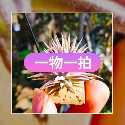 直播 绿领园一物一拍 T. mitlaensis var.tulensis 子弹变种
