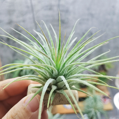 直播专拍 一物一拍 T.ionantha 'Zebrina' 斑马精灵 热带