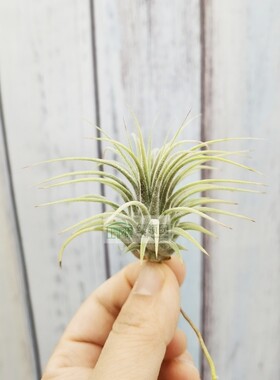 空气凤梨 T. ionantha 'Guatemalan Select'危地马拉精灵 侧芽