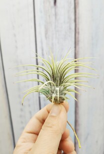 空气凤梨 T. ionantha 'Guatemalan Select'危地马拉精灵 侧芽