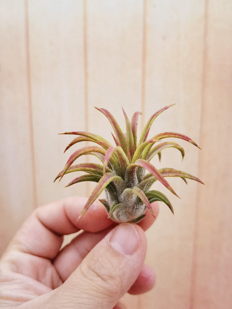 绿领园空气凤梨植物无土栽培ionantha firecracker爆竹精灵侧芽