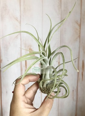 展 T.Spellbinder(T.caput-medusae x T.fasciculata)美杜莎x费西