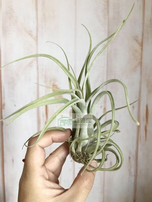 展 T.Spellbinder(T.caput-medusae x T.fasciculata)美杜莎x费西