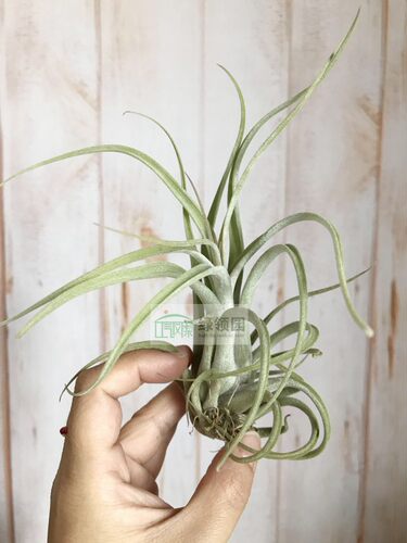 展 T.Spellbinder(T.caput-medusae x T.fasciculata)美杜莎x费西