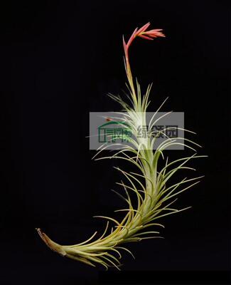 展示 空凤 Tillandsia tenuifolia 'Bonsall Beauty' 加州美人