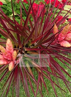展示 空凤 热带 T.fasciculata'Tropiflora' 霸气大花种'热带花