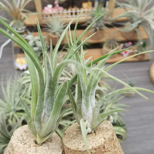 直播 绿领园空气凤梨 一物一拍 T. Ionantha x Brachy.美杜莎精灵