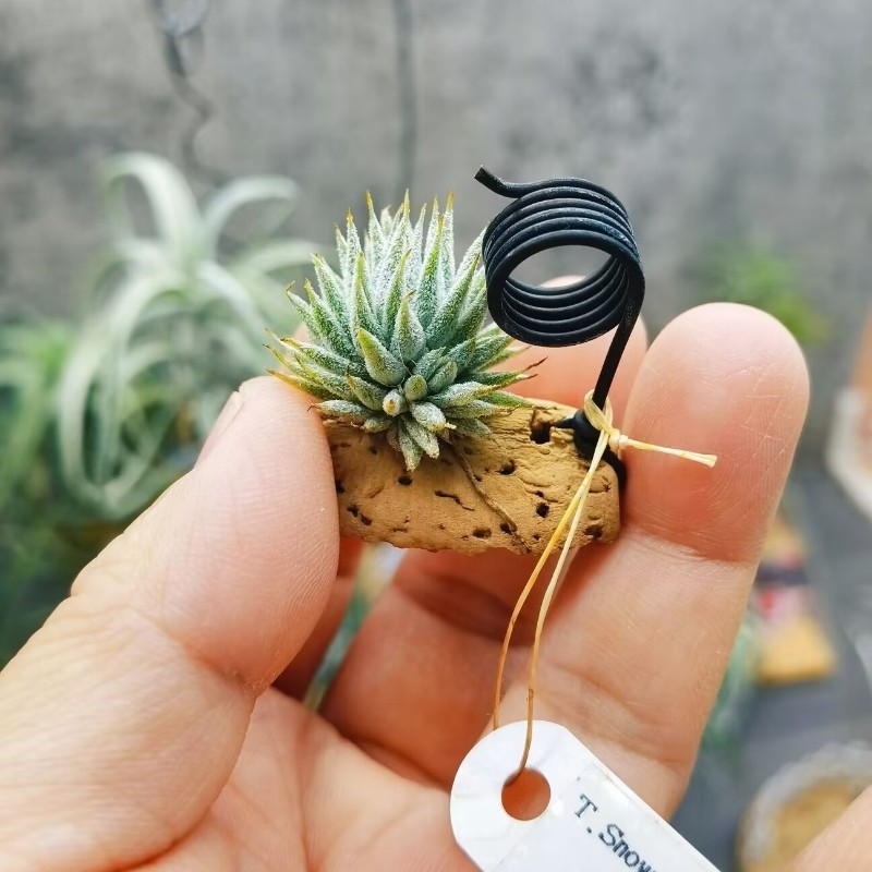 直播 绿领园一物一拍 T. Snow Mountain Nuts 雪山坚果