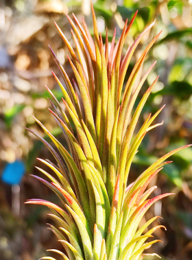 国内手播空凤品种无土Royal Coiling Dragon Pillare皇家盘龙柱