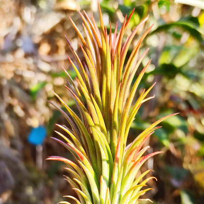 国内手播空凤品种无土Royal Coiling Dragon Pillare皇家盘龙柱