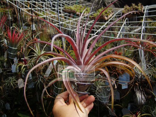 展示 空凤 T.capitata yellow x novakii发色超红杂交卤肉x卡比黄