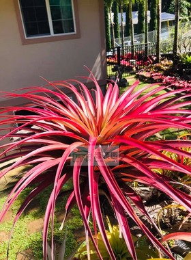 展T.Pacific Sunset(T.rothii x capitata 'Rubra')柔婷X卡比全红