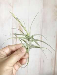 展示 空气凤梨 Tillandsia Paleacea Hybrid  粗糠杂交