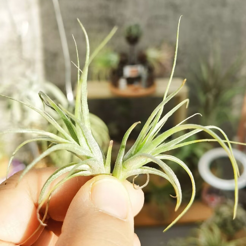 直播 一物一拍 H烧卖杂交T.Royal Celestial Orchid皇家仙兰 新品