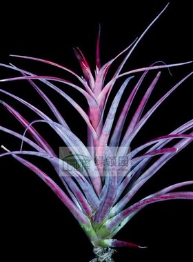 展示 空凤 热带 T.capitata 'Fire Orange'发色超强品种卡比火橙