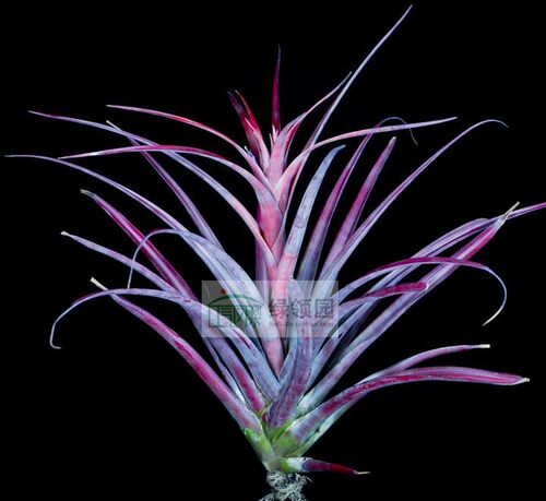 展示 空凤 热带 T.capitata 'Fire Orange'发色超强品种卡比火橙