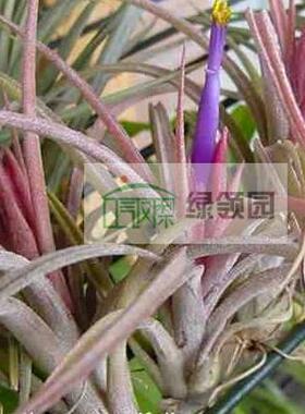 展示 空气凤梨 Tillandsia ionatha x paucifolia 小精灵x红女