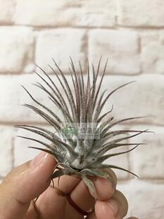 展示 空气凤梨 Tillandsia Ionantha var ionantha原种精灵