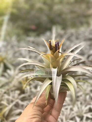 展 空凤 鸟岩 Tillandsia capitata(yellow) 新墨西哥黄色种卡比