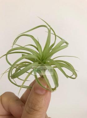 展示--T.Classy(Betty x rothii) 多基因杂交霸王贝可利x柔婷