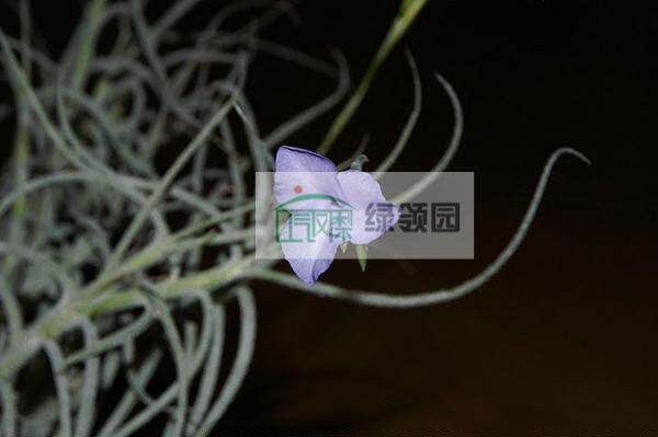 空气凤梨【展示】Tillandsia mallemontii 蓝花松萝「香花品种」