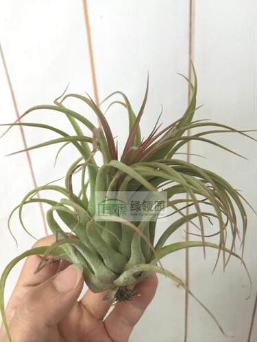 展示 空气凤梨 Tillandsia Rustic Rose 束花精灵x修女