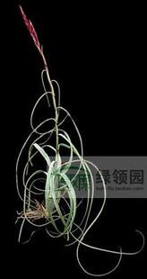 展示 空气凤梨 Tillandsia balbisiana 柳叶（大）