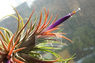 空气凤梨【展示】T. Ionantha Rubra Small 全红精灵 雨林版