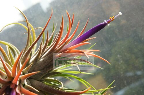 展示 空气凤梨 T. Ionantha Rubra Small 全红精灵 雨林版