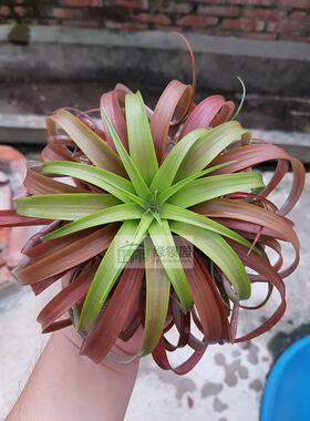 展示 空气凤梨Tillandsia ionantha Guatemala x sphaerocephala