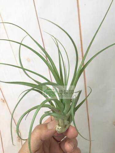 展示 空气凤梨 Tillandsia Mysterious Marvel 柔婷x福果精灵
