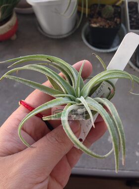 展示 空气凤梨 T.Rio Hondo Red form x xerographica