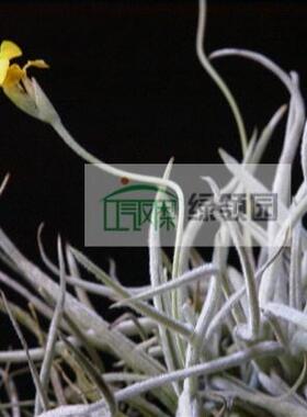 展示 空气凤梨 Tillandsia crocata Clump 卡卡她「香花品种」