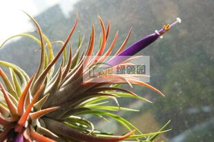 展示 空气凤梨 Tillandsia Ionantha Rubra 全红精灵