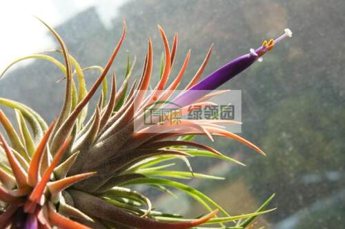 展示 空气凤梨 Tillandsia Ionantha Rubra 全红精灵 - 封面