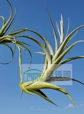 空气凤梨【展示】T.Xiamen Shake (albida X intermedia)