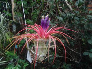 空气凤梨【展示】Tillandsia Fire Two 修女×束花精灵